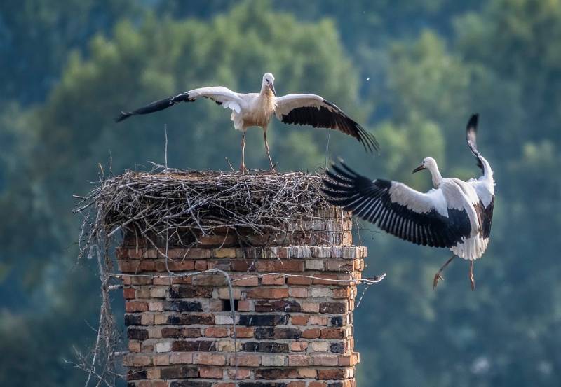 Professional Chimney Animal Removal Services in Bellflower, California