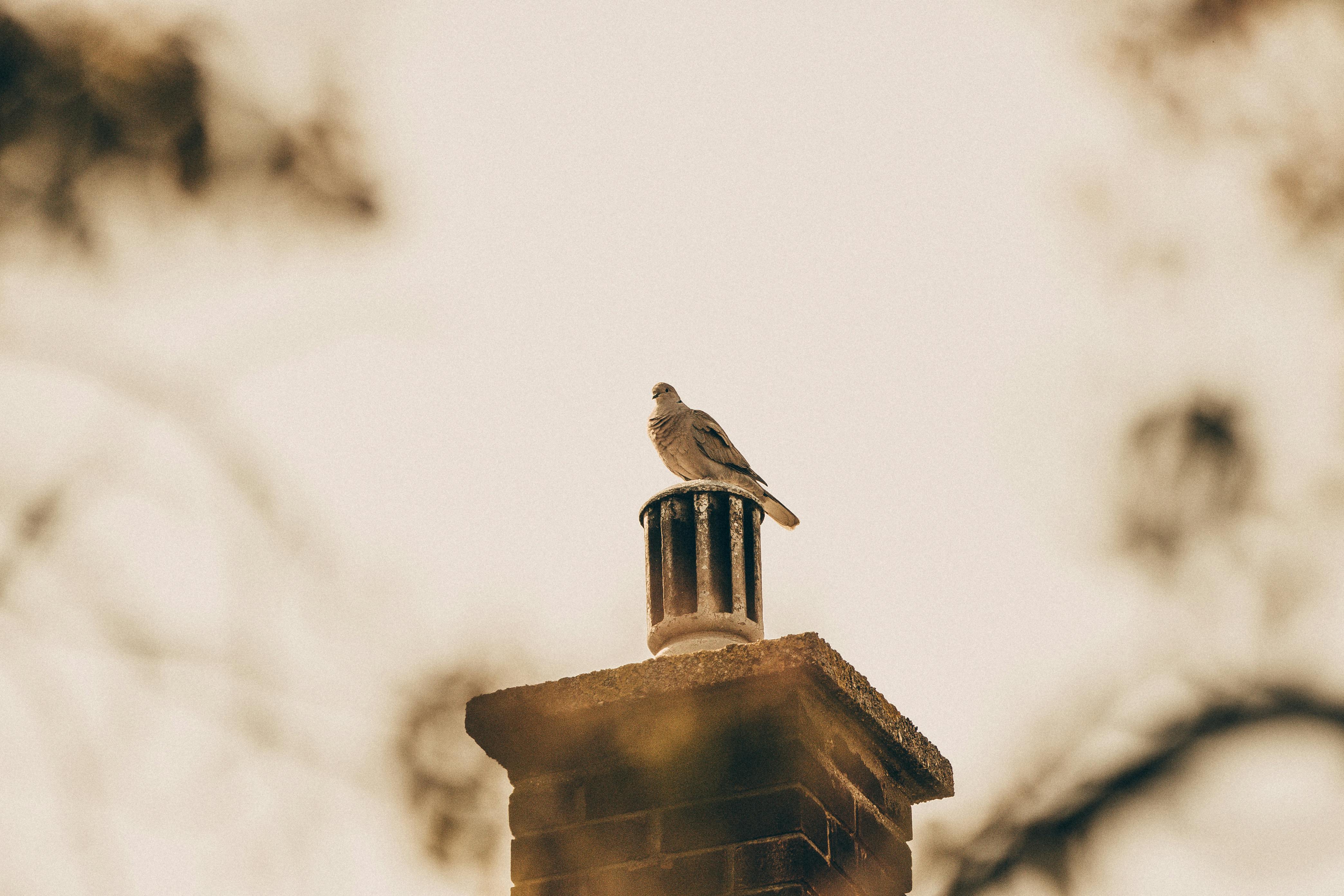 Expert Chimney Cap Installation in Bellflower, California